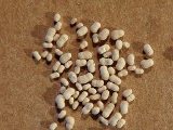 Foraminifera